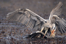 Grey Heron, Airone cenerino - Ardea cinerea