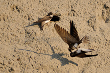 Sand Martin, Topino - Riparia riparia