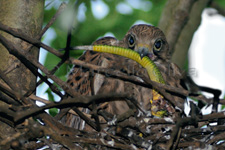 Common Kestrel, Gheppio - Falco tinnunculus