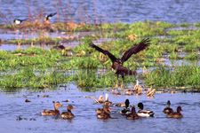 Western Marsh Harrier, Falco di palude - Circus aeruginosus