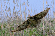 Common Buzzard, Poiana comune - Buteo buteo