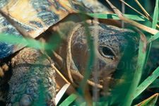 Hermann's Tortoise, Tartaruga di terra - Testudo hermanni