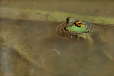 Bullfrog, Rana bue - Lithobates catesbeianus