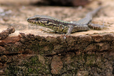 Lizard, Lucertola - Lacertilia