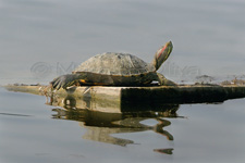 Pond Slider, Tartaruga guance rosse - Trachemys scripta