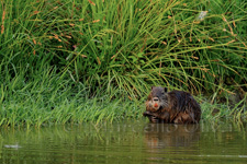 Coypu, Nutria - Myocastor coypus