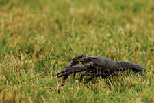 Red swamp crawfish, Gambero rosso della Louisiana - Procambarus clarkii