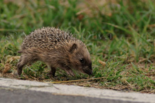European Hedgehog, Riccio comune - Erinaceus europaeuss