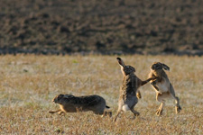 Hare, Lepre - Lepus