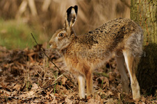 Hare, Lepre - Lepus