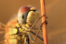 Red-veined darter, Libellula - Sympetrum fonscolombii