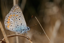 Common Blue, Farfalla - Polyommatus icarus