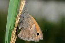 Small Heath, Farfalla - Coenonympha pamphilus