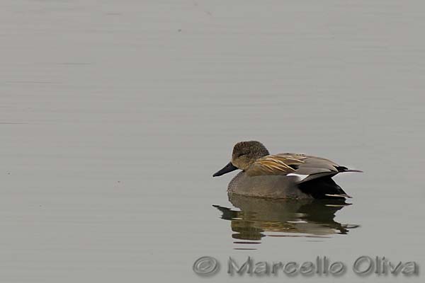 Gadwall