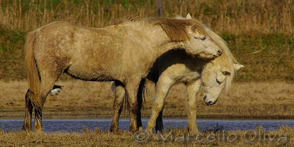 Camargue's horse