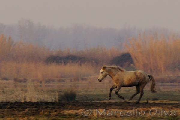 Camargue's Horse