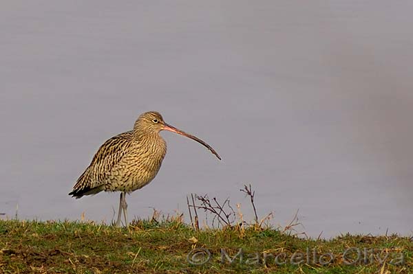 Curlew