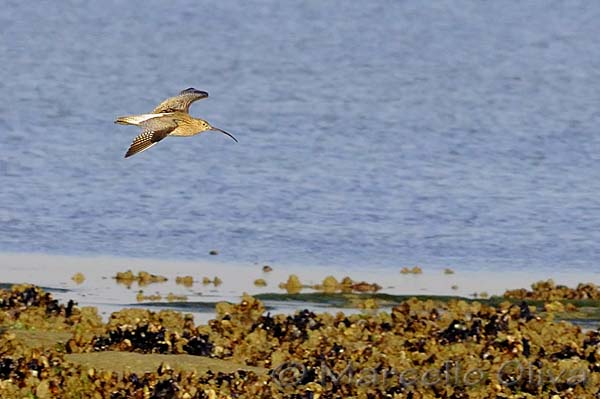 Curlew