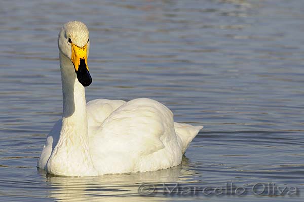 Whooper Swan