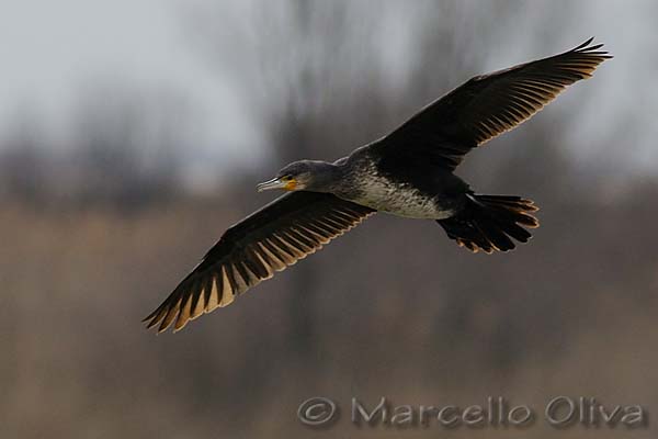 Great Cormorant