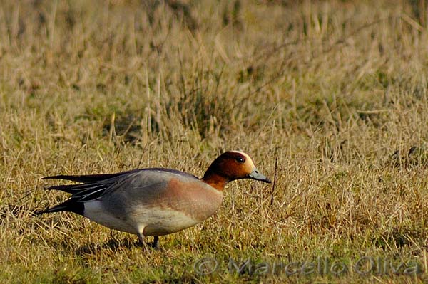 Eurasian Wigeon