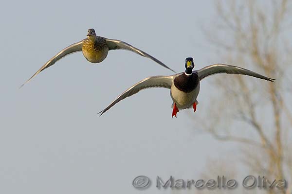 Mallard