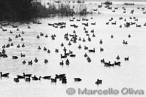 Greater White-fronted Goose