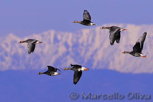 Greater White-fronted Goose