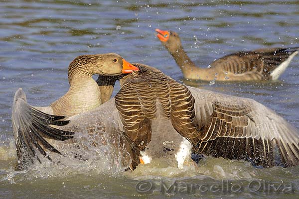 Greylag Goose