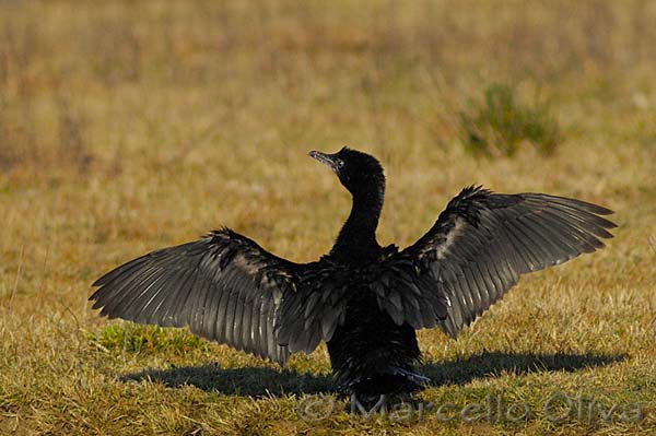 Pygmy Cormorant