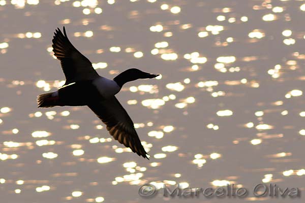 Northern Shoveler