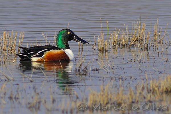 Northern Shoveler