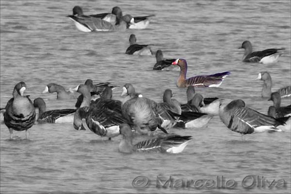 Lesser White-fronted Goose