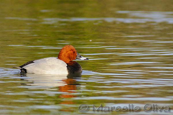 Common Pochard