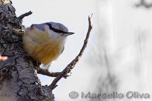 Eurasian Nuthatch