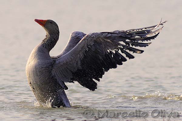 Greylag Goose