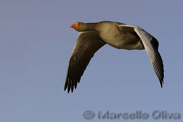 Greylag Goose