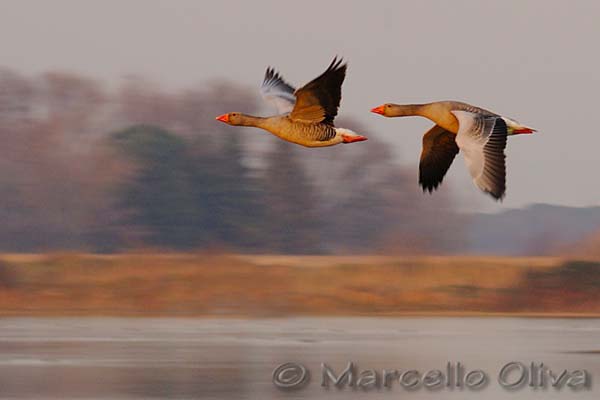 Greylag Goose