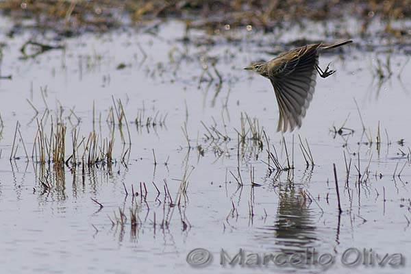 Water Pipit