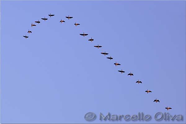 Greater White-fronted Goose