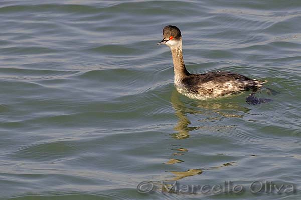 Black-necked Grebe