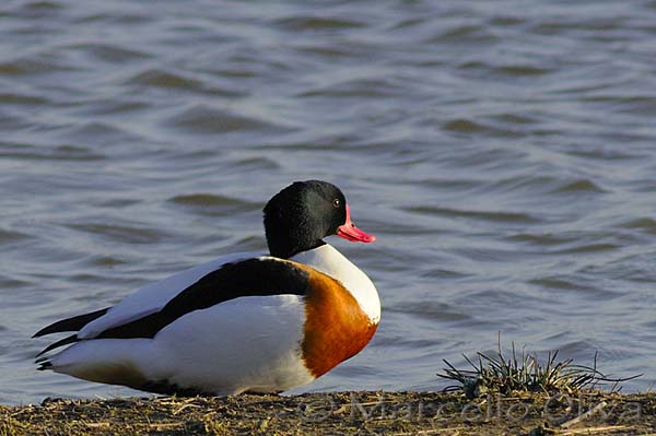 Shelduck