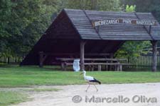Biebrza National Park