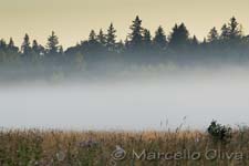 Bialowieza National Park