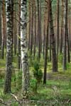 Wigierski National Park