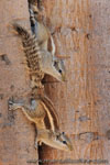 Ranthambhore NP, The Tiger