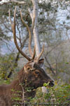 Ranthambhore NP, The Tiger