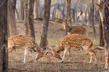 Ranthambhore NP, The Tiger
