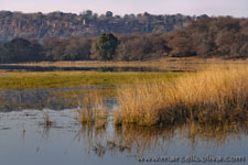 Ranthambhore NP, The Tiger
