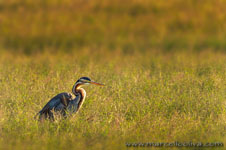 Ranthambhore NP, The Tiger